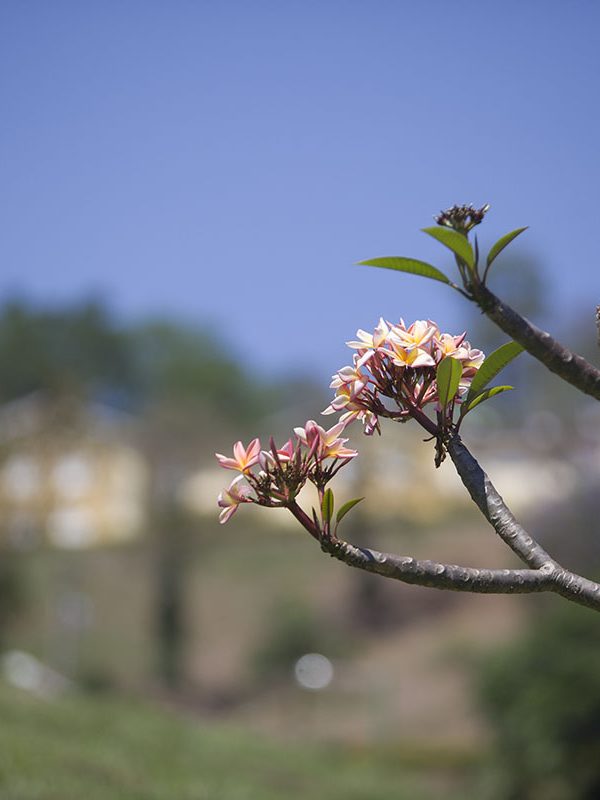 Flora Local